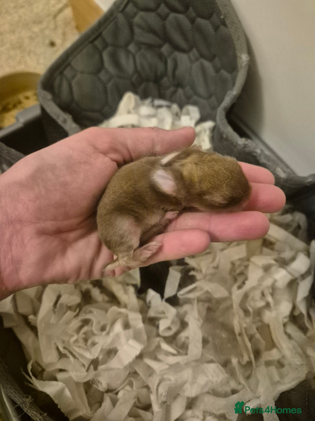 Mixed Breed rabbits for sale: Lionhead/lop rabbits - Advert 5