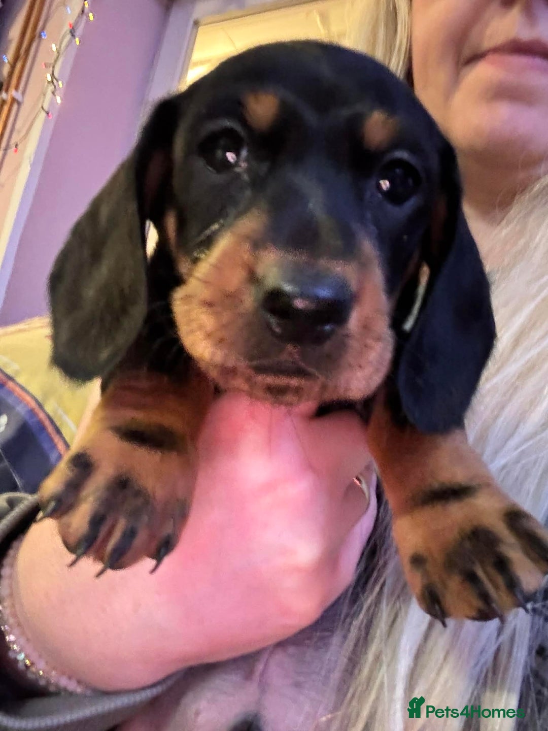 Dachshund dogs for sale: beautiful litter of five dachshund puppies - Advert 3