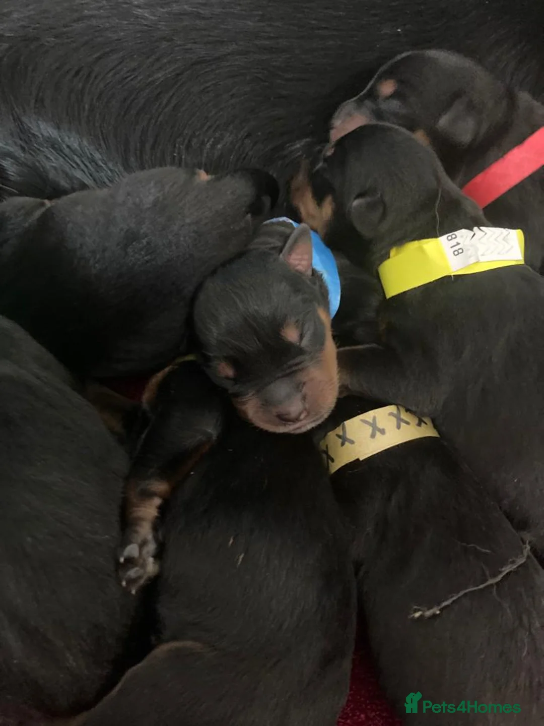 Rottweiler dogs for stud: Bruno the Rottweiler Stud Services in Wrexham - Advert 19