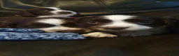 English Springer Spaniel dogs for sale: Beautiful springer spaniel puppies - Advert 6