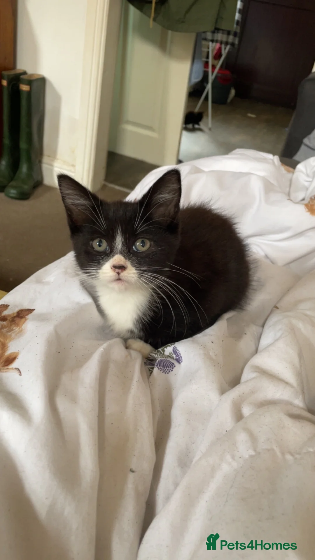 Mixed Breed cats for sale: Black and white kittens  - Advert 2