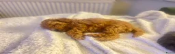 Poochon dogs for sale: Red Toy Poodle with an 1/8 Bichon in Liversedge - Advert 7
