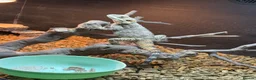 Dragon reptiles for sale: Painted dragon + full set up  - Advert 3