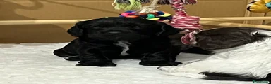 Black puppy