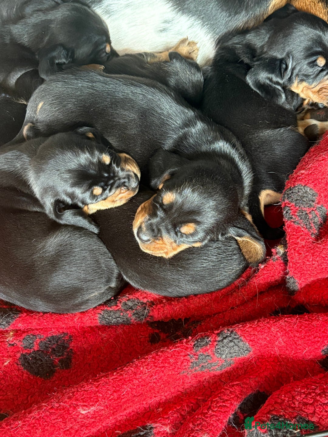 Mixed Breed dogs for sale: A huge surprise! - Image 3