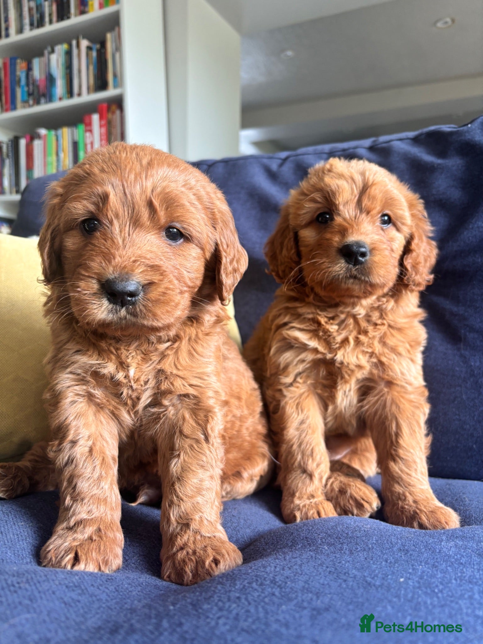Mini Goldendoodle dogs F1 Medium sized Goldendoodles  - Advert 4