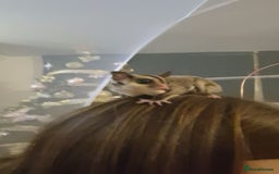 Sugar Glider rodents for sale: 2 female sugar gliders for sale - Image 10