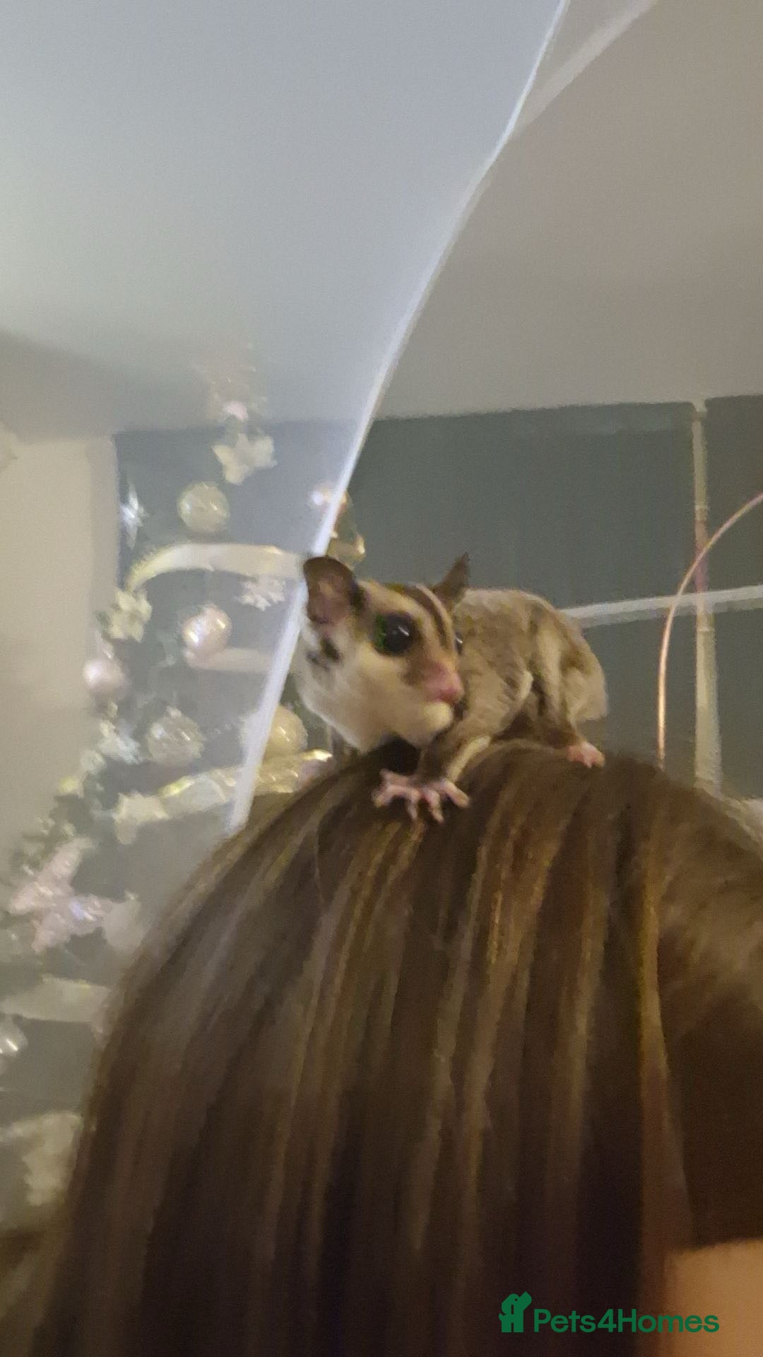 Sugar Glider rodents for sale: 2 female sugar gliders for sale - Image 10
