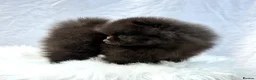 Pomeranian dogs for sale: ✨ Tiny Teddy Face Pomeranian Puppies 🐻✨ - Advert 16