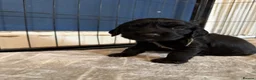 Sprocker dogs for sale: Sprocker spaniel puppies  in Bellshill - Advert 5