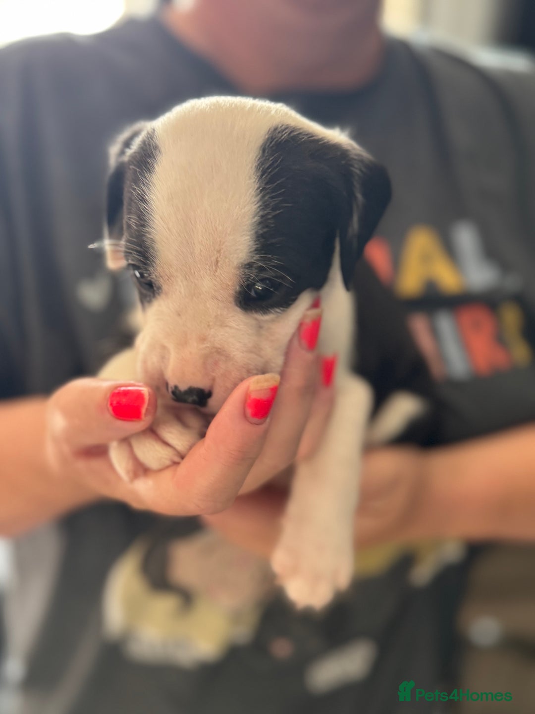 Mixed Breed dogs for sale: American bulldog (not bully) x cocker spaniel  - Image 7