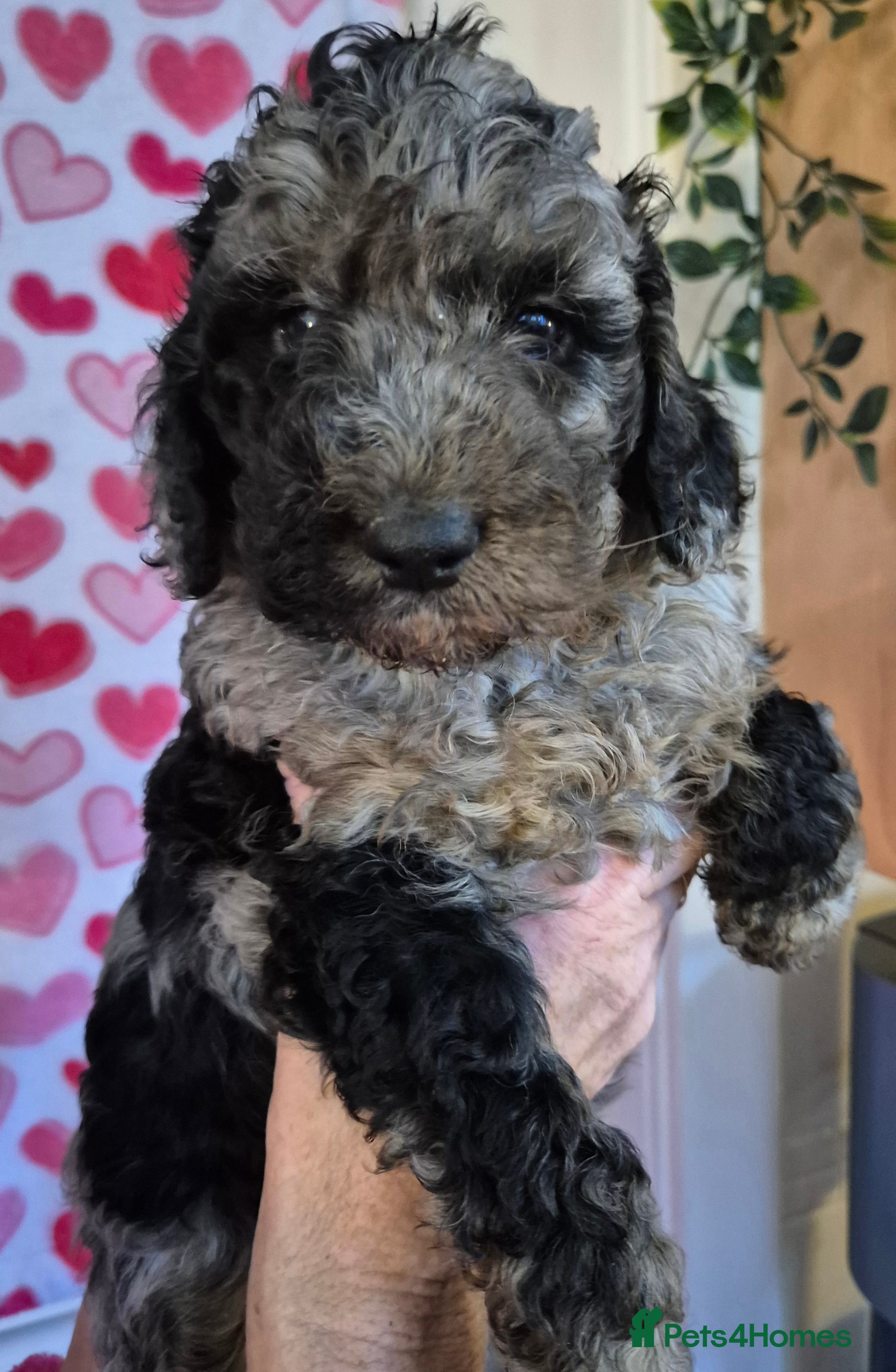 Cockapoo dogs F1b mini cockapoos  3 remaining - Advert 2