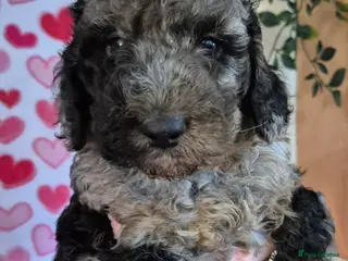 Cockapoo dogs F1b mini cockapoos 3 remaining - Advert 2