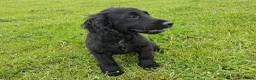 Cocker Spaniel dogs for sale: 14 Week old Black Working Cocker Bitch  - Advert 3