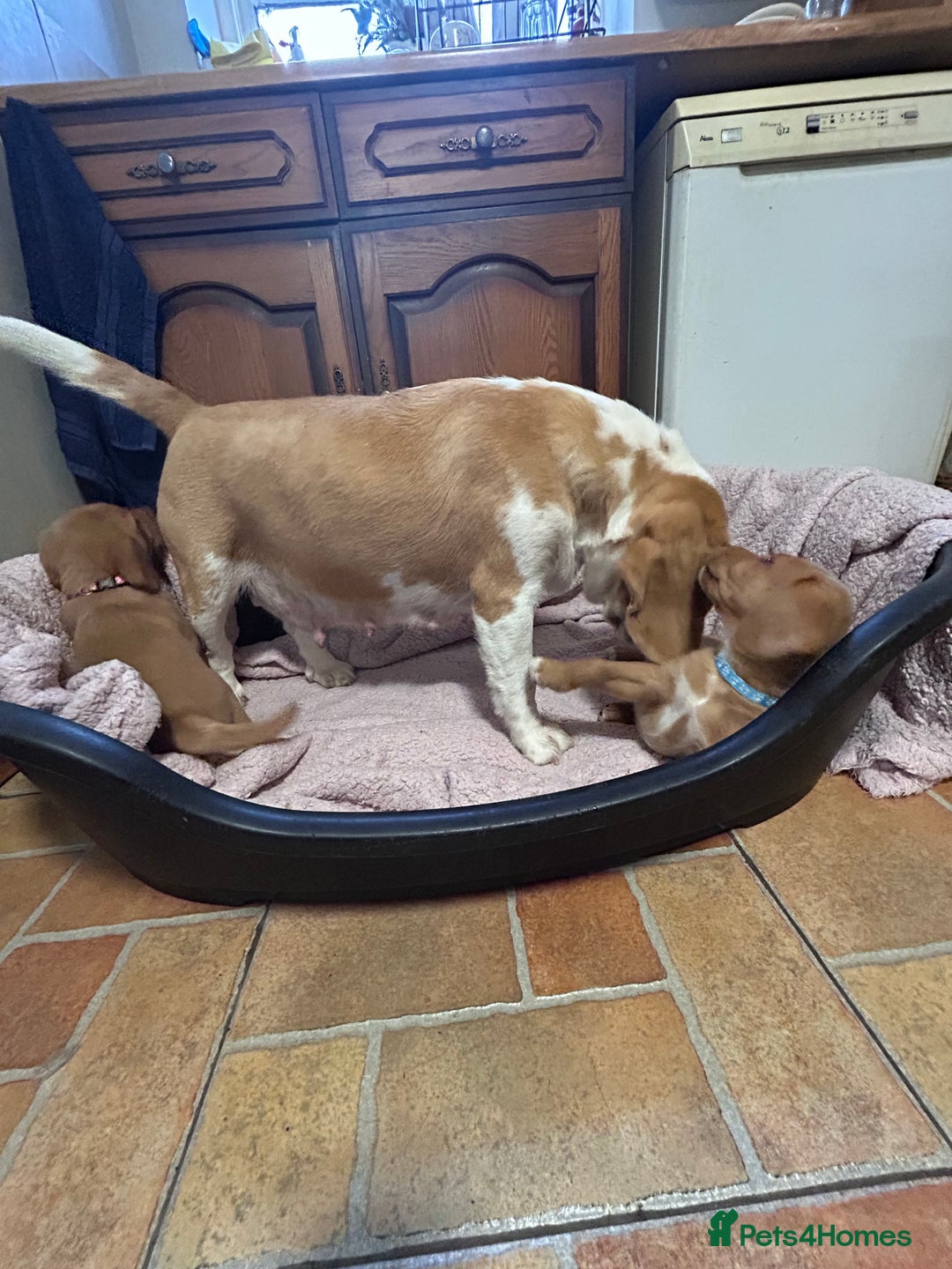 Mixed Breed dogs for sale: BEAUTIFUL GOLDEN BEAGADOR PUPPIES! - Advert 8