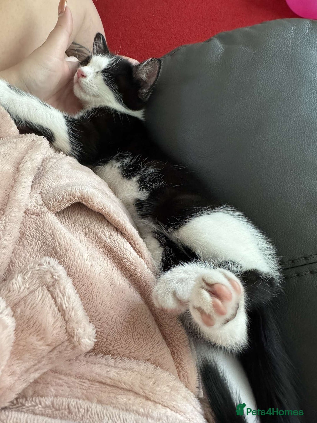Mixed Breed cats for sale: 2 bonded males needs a home asap - Image 21
