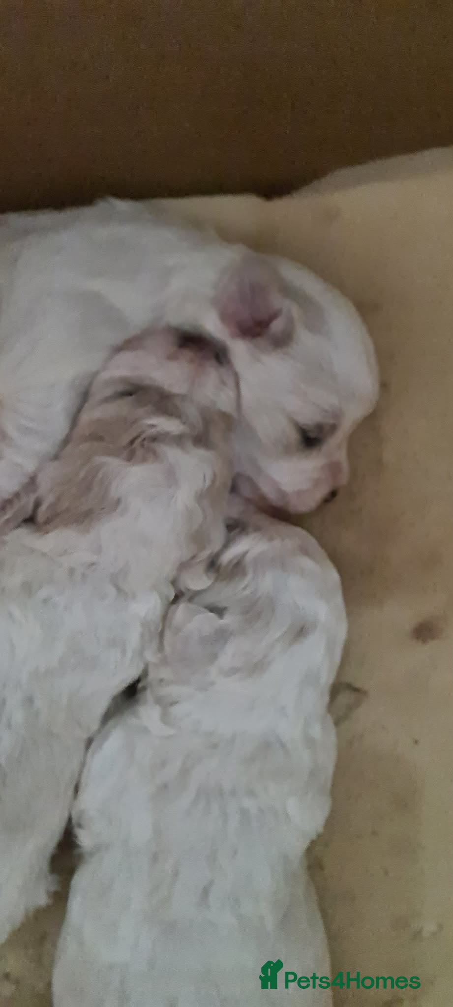 Maltese dogs Bishon maltese - Advert 16