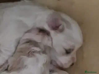 Maltese dogs Bishon maltese - Advert 16