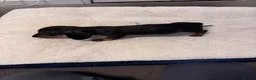 Miniature Dachshund dogs for sale: REDUCED AND READY for their new homes! KC PUPPIES! - Advert 28