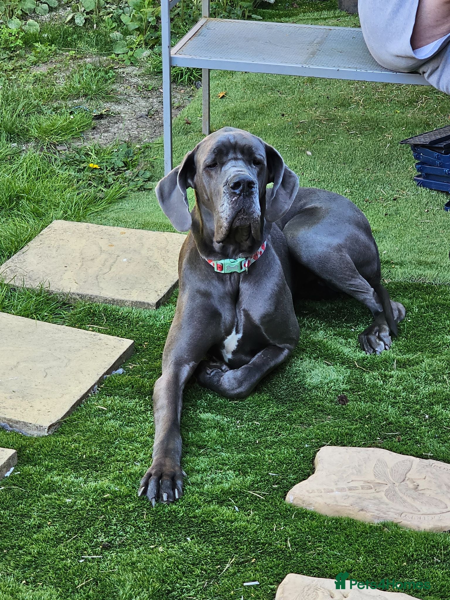 Great Dane dogs Loving great dane. - Advert 7
