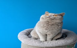 British Shorthair cats for stud: Champion 🏆 BSH stud  in Derby - Image 3