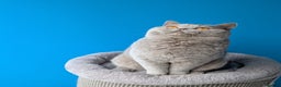 British Shorthair cats for stud: Champion 🏆 BSH stud  in Derby - Advert 3