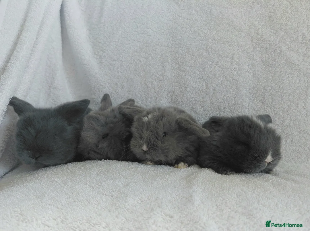 Mini Lop rabbits for sale: Gorgeous Baby Mini Lops for sale - Advert 2