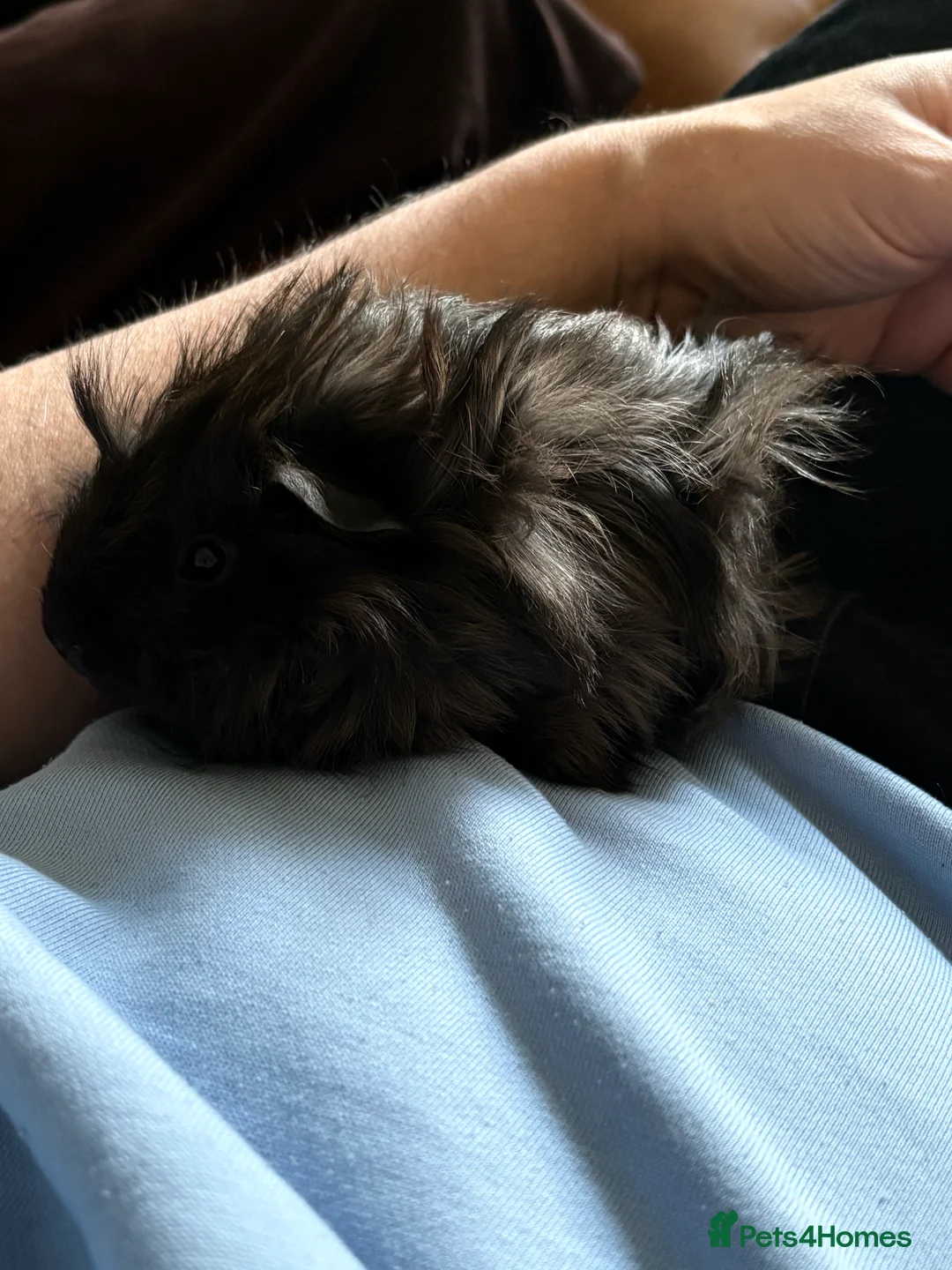 Guinea Pig rodents for sale: Two 12 week old male guinea pigs  - Advert 1