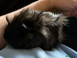 Guinea Pig rodents Two 12 week old male guinea pigs - Advert 1