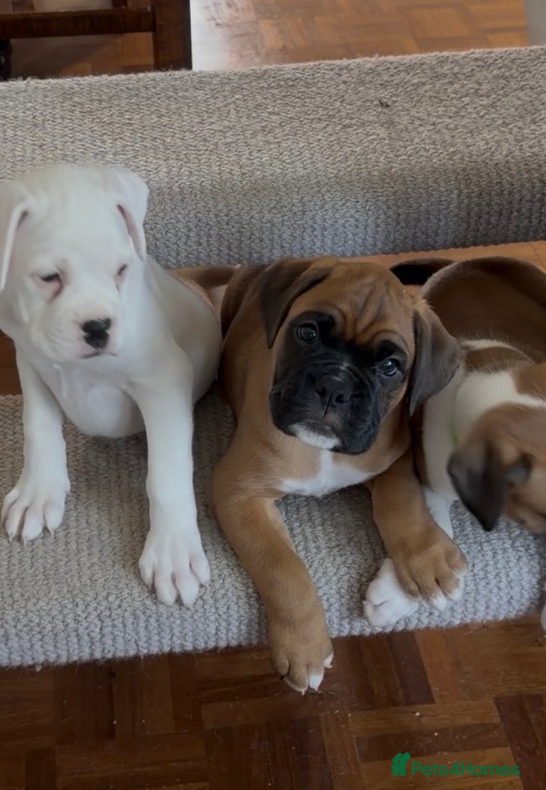 Boxer dogs Outstanding Boxer Litter. - Advert 16