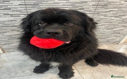 Newfoundland dogs for stud: Newfoundland stud  - Image 7