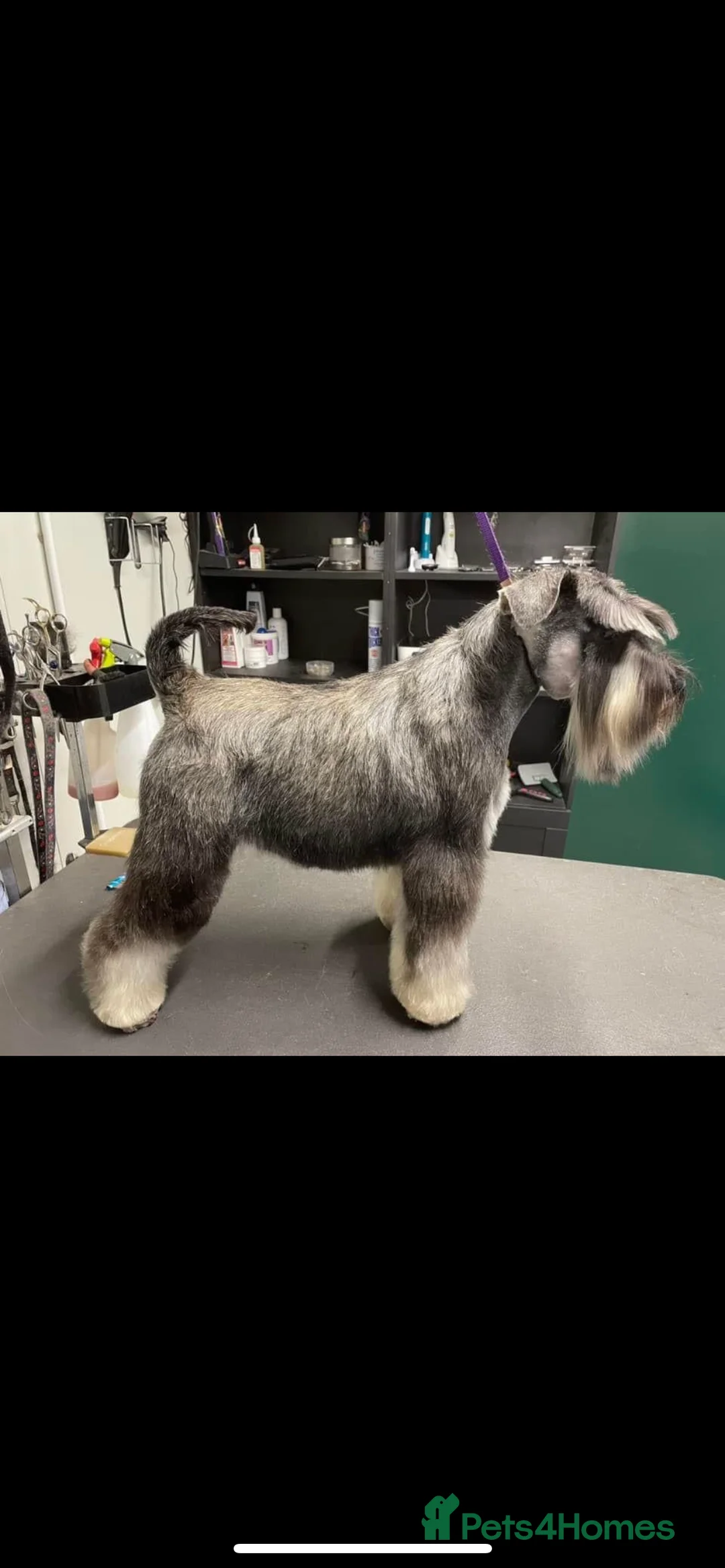 Miniature Schnauzer dogs for stud: STUNNING HEALTH TETSED MINI SCHNAUZER FOR STUD in Wigan - Advert 5