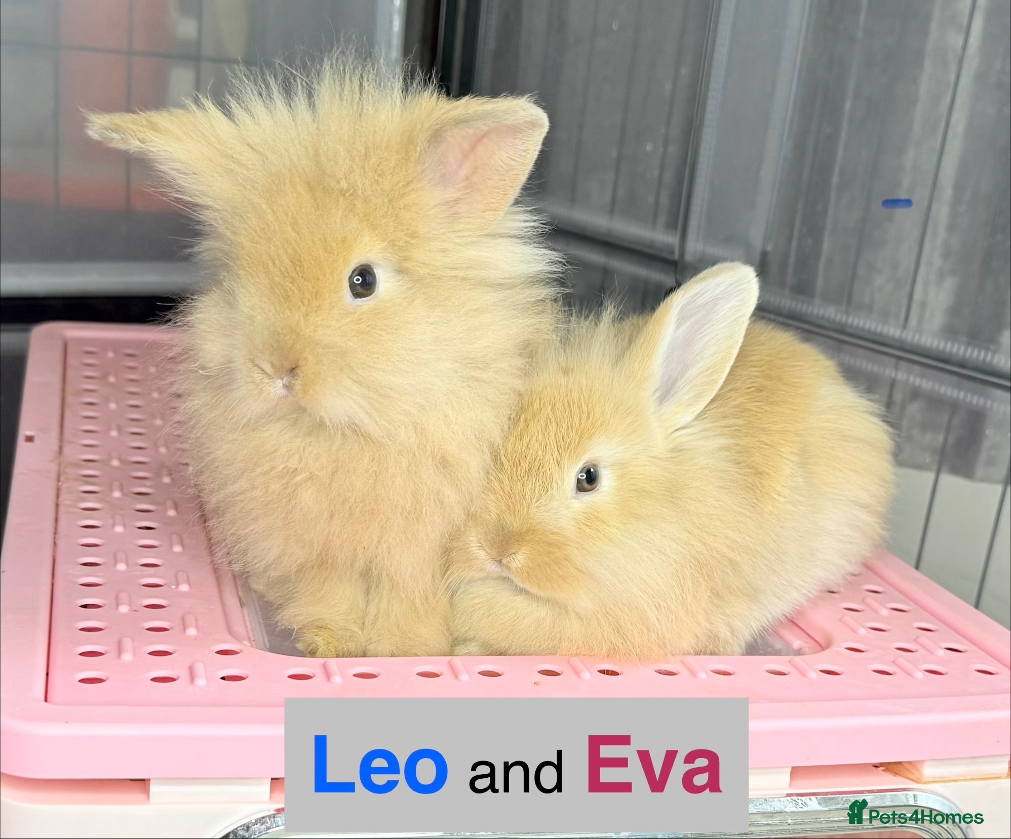 Lionhead rabbits Double Maned Lionheads Babies - Advert 3