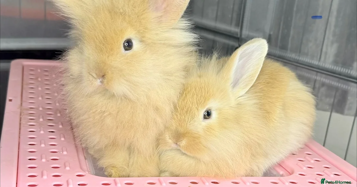 Rabbits for sale in Worksop, Nottinghamshire | Pets4Homes