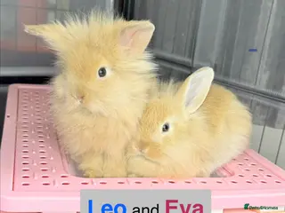 Lionhead rabbits Double Maned Lionheads Babies - Advert 3