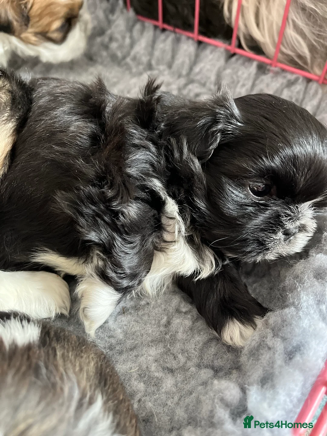 Shih Tzu dogs for stud: Kc reg shih tzu full DNA health tested in Chester-le-Street - Advert 10