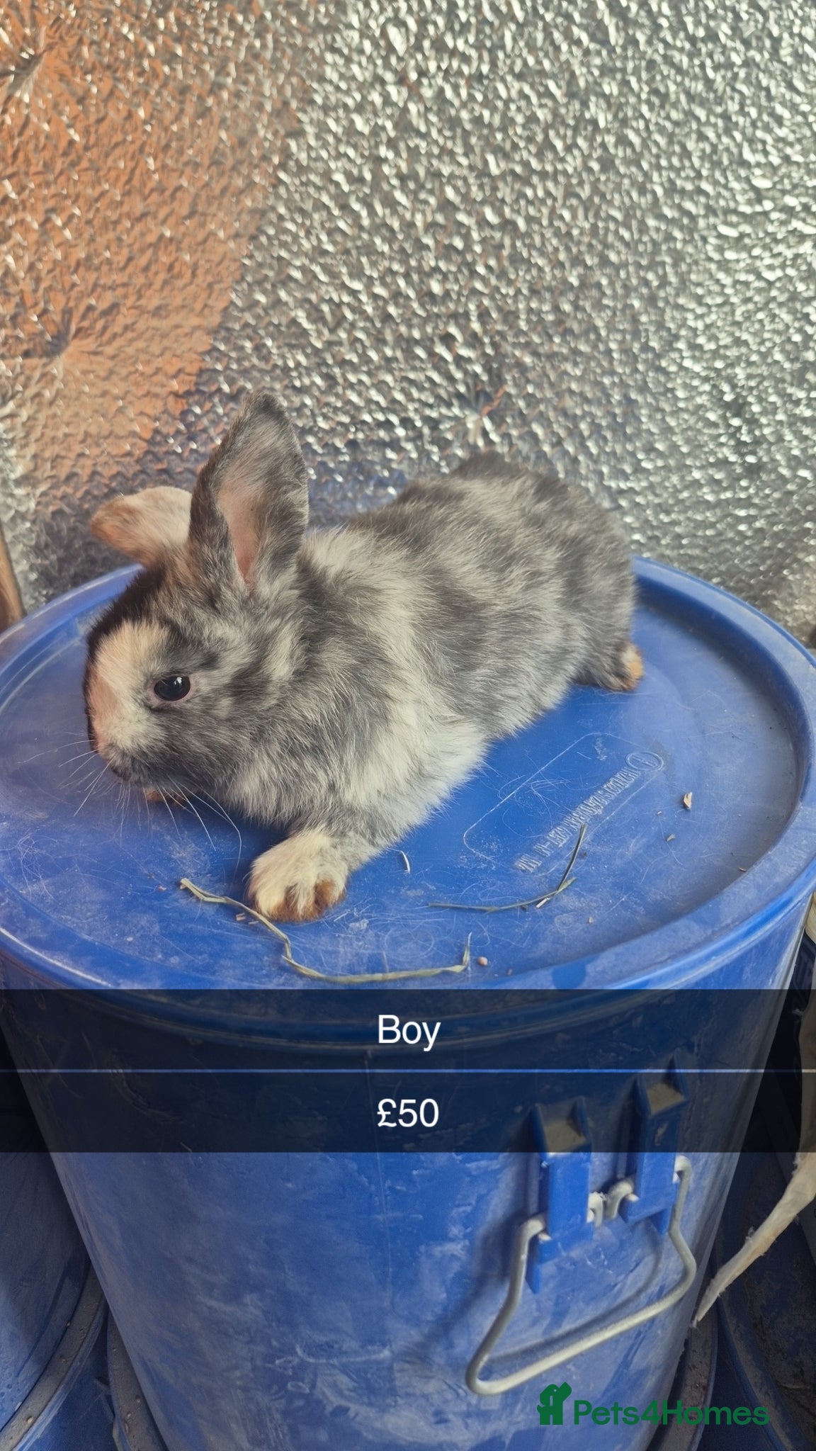 Lionhead rabbits Lionhead Baby Rabbits 8 weeks (Friendly) - Advert 3