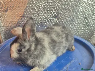 Lionhead rabbits Lionhead Baby Rabbits 8 weeks (Friendly) - Advert 3