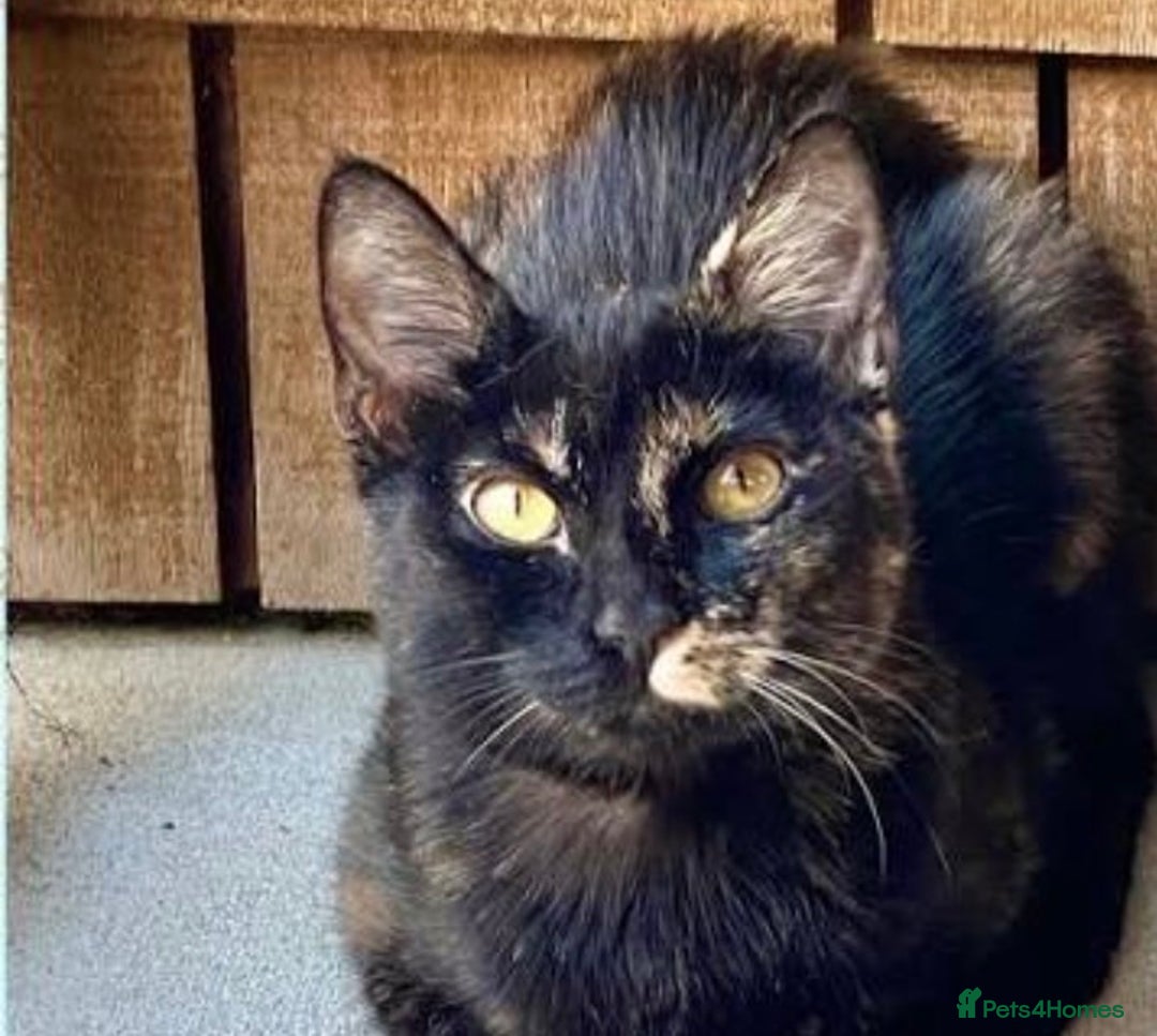 Mixed Breed cats for sale: 2 kittens male and female - Advert 5