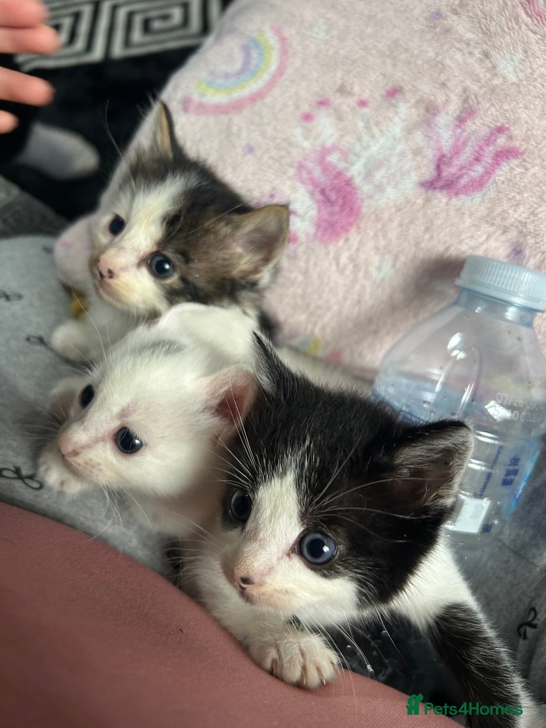 Mixed Breed cats for sale: Fluffy kittens ready soon  - Image 20