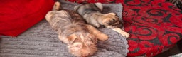 Mixed Breed dogs for sale: Jack Russell Cross Rus O Pei ( Small Breed ) - Advert 1