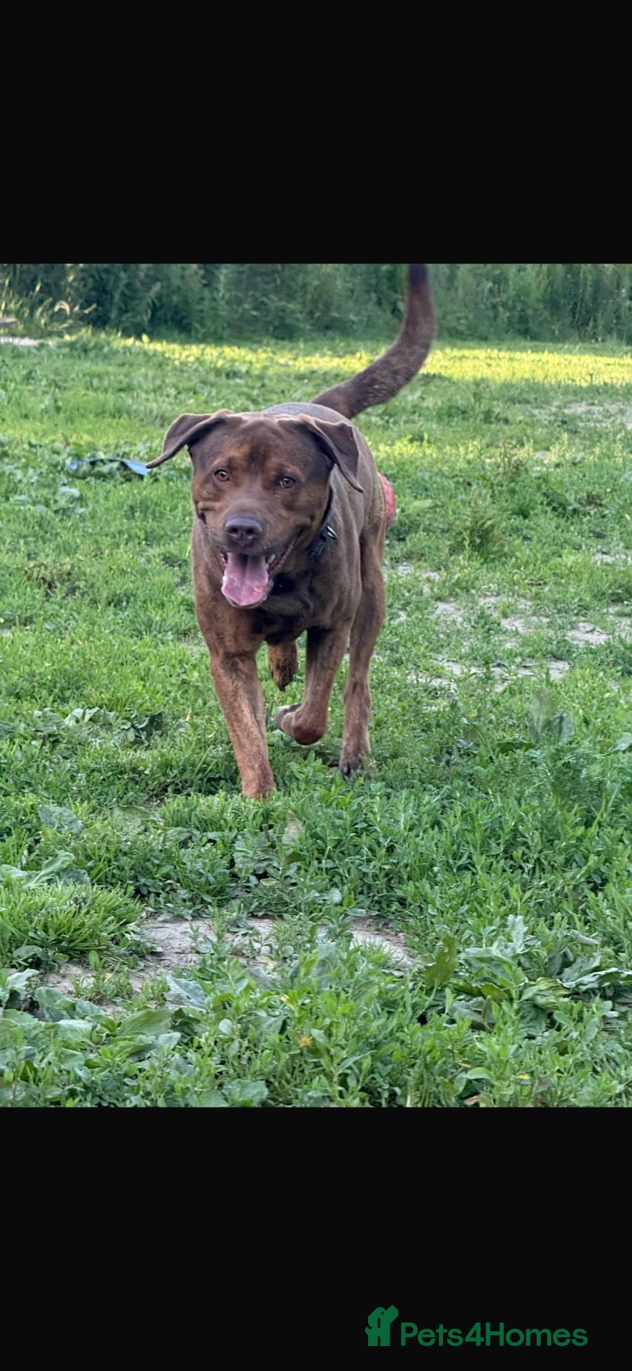 Mixed Breed dogs Lab gross  - Advert 2