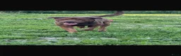 Mixed Breed dogs for sale: Lab gross  in Maryport - Advert 2