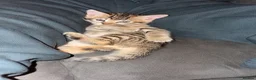 Savannah cats for sale: Savannah kittens  in Taunton - Advert 14