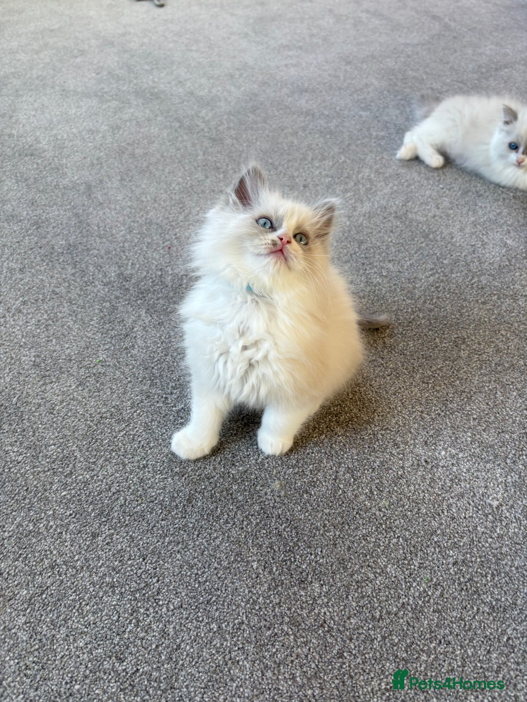 Ragdoll cats for sale: Blue GCCF pedigree Ragdoll kittens - Advert 19