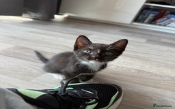 Sphynx cats for sale: Sphynx Variants  - Image 5