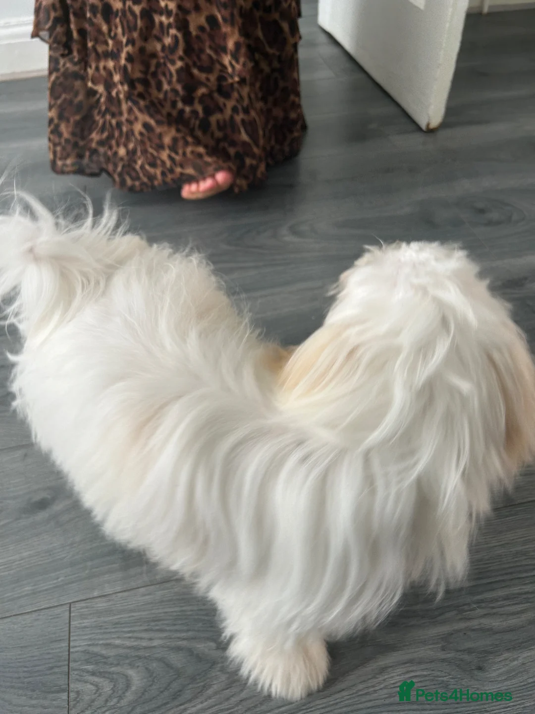 Bichon Frise dogs for sale: Bichon mautez  - Advert 2