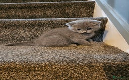 Scottish Fold cats for sale: Scottish fold and straight ears kittens for sale.  - Image 6