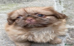 Shih Tzu dogs for sale: Shih Tzu’s Puppies Standard x Imperial  - Image 7