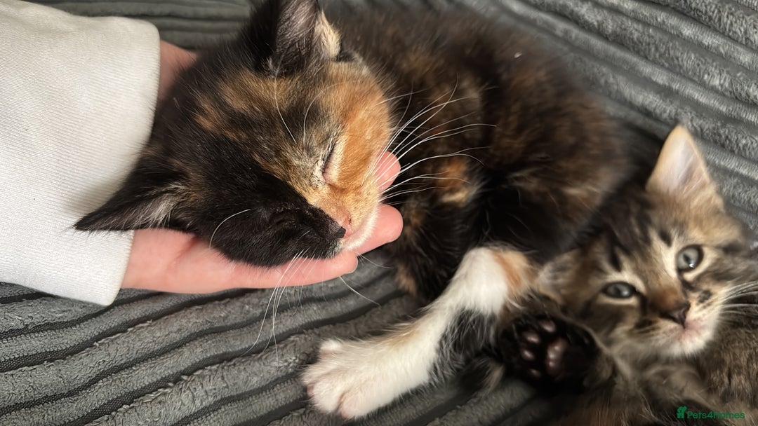 Mixed Breed cats for sale: Beautiful fluffy kittens 🐈‍⬛  - Image 4